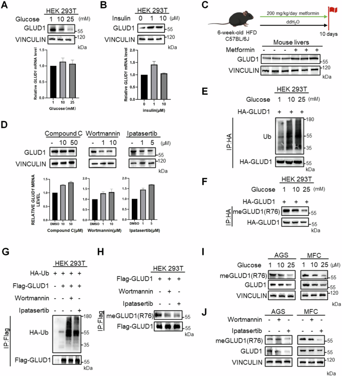 Fig. 4: High glucose destabilizes GLUD1 via PI3K/Akt pathway.