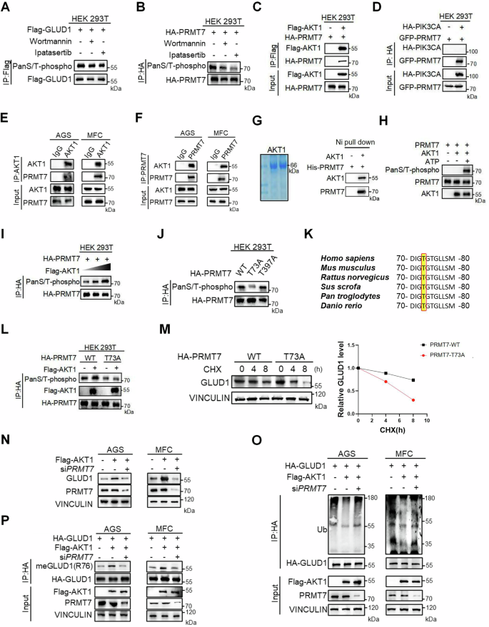 Fig. 5: AKT1 enhances the stability of GLUD1 by phosphorylating PRMT7.