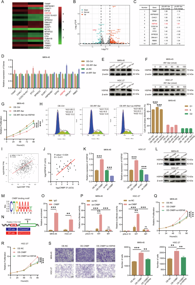 Fig. 4: The tRF-Ser/CNBP axis transcriptionally represses HSPA8 to inhibit GC progression.