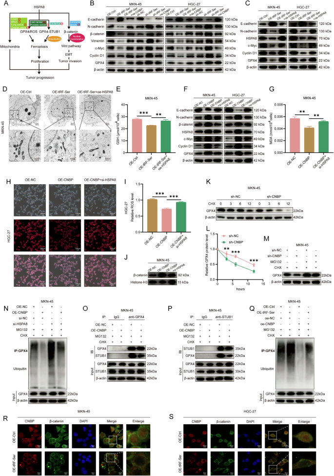 Fig. 5: The tRF-Ser/CNBP/HSPA8 signaling axis suppresses GC progression.
