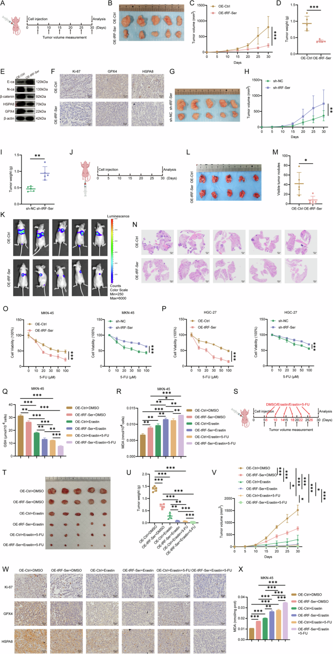 Fig. 6: tRF-Ser suppresses tumor growth and metastasis in vivo and enhances 5-FU sensitivity in GC.