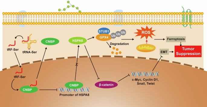 Fig. 7: A mechanism schematic diagram of tRF-Ser-mediated tumor suppression in GC.