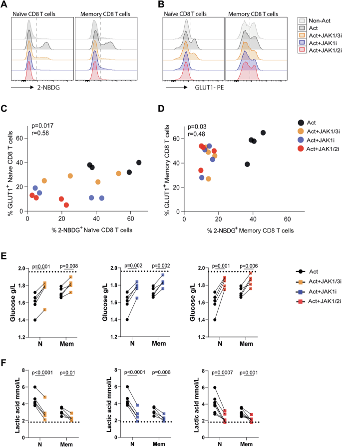 Fig. 1: Glucose metabolism in activated CD8 T cells under JAK inhibition.