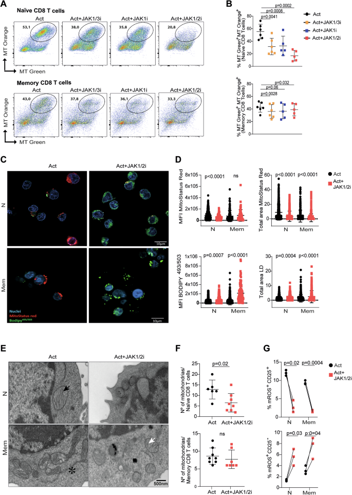 Fig. 3: Mitochondrial polarisation, lipid accumulation, and ultrastructural alterations in CD8 T cells treated with JAK inhibitors.