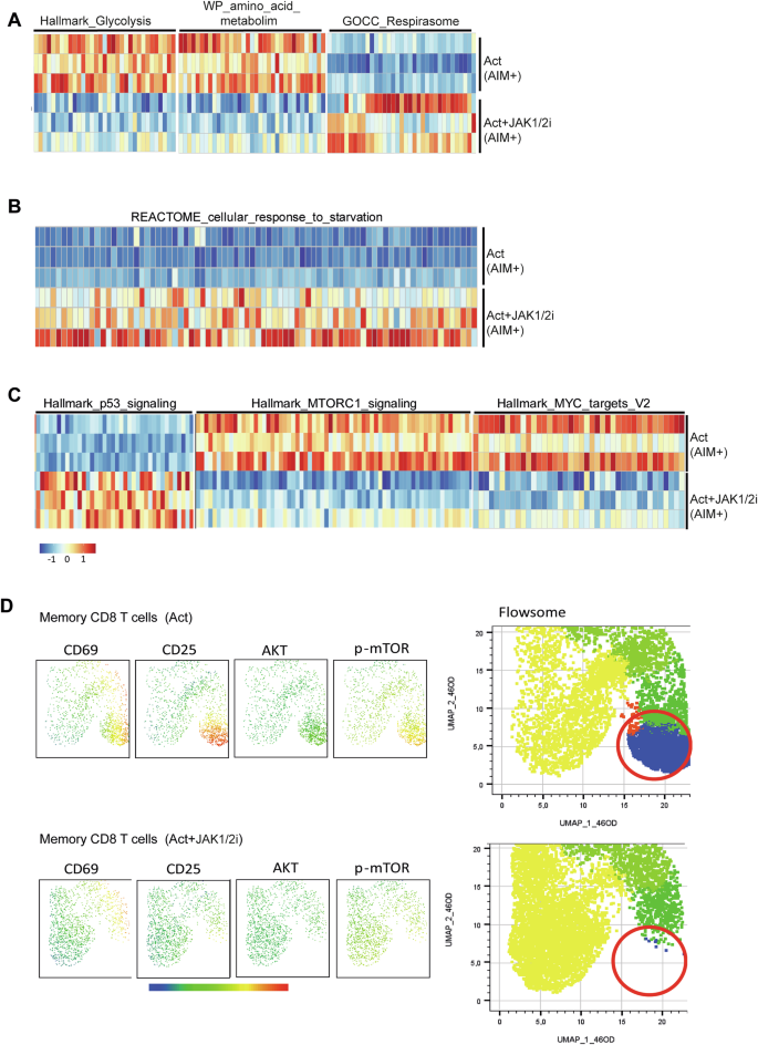 Fig. 4: Transcriptomic and proteomic analyses of key metabolic pathways in memory CD8 T cells treated with JAK1/2i.