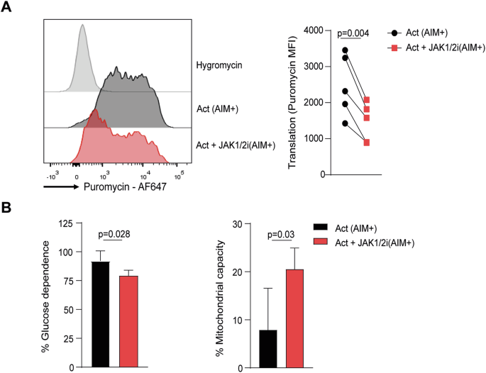 Fig. 5: Functional impact of JAK1/2ion protein synthesis and metabolic dependence in activated memory CD8 T cells.