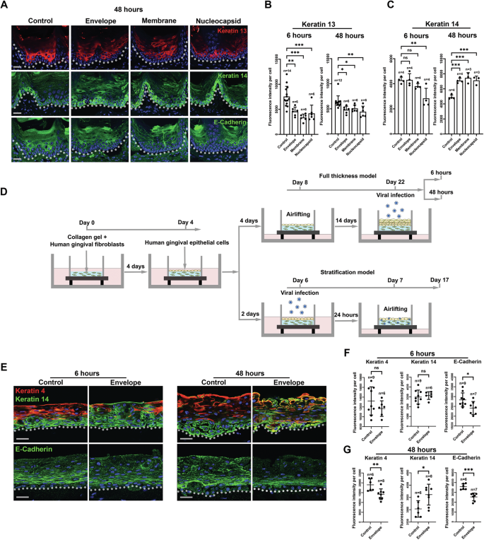 Fig. 2: SARS-CoV-2 nonspike structural proteins can induce mouse tongue epithelial cell dedifferentiation.