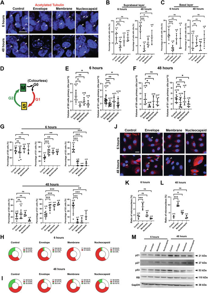 Fig. 3: SARS-CoV-2 non-spike structural proteins cause cellular and cell cycle changes.