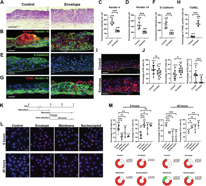 Fig. 4: Envelope protein can disturb epithelial stratification by affecting cell cycle.