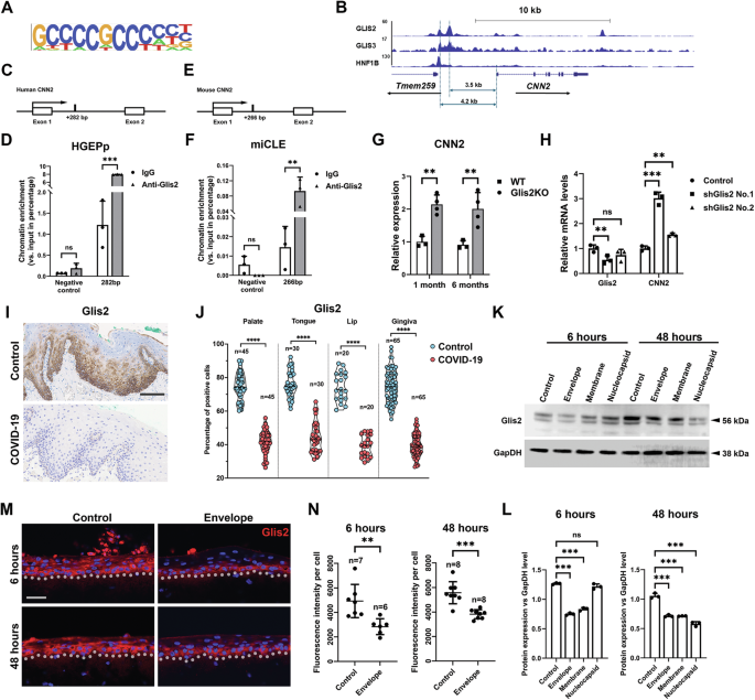 Fig. 6: Glis2 is the key transcriptional factor mediating CNN2 expression.