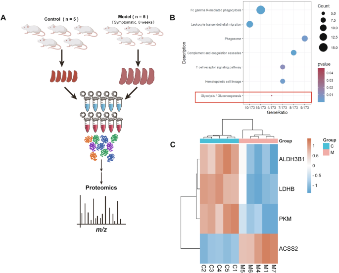 Fig. 2: Proteomic profiling reveals dysregulation of the glycolysis/gluconeogenesis axis in the spleens of AEL model mice.