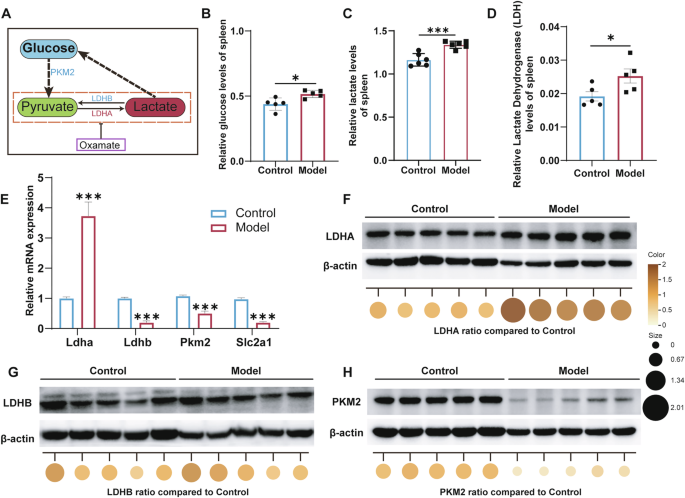 Fig. 3: Dysregulated glucose metabolism in symptomatic AEL spleens is accompanied by elevated lactate production.