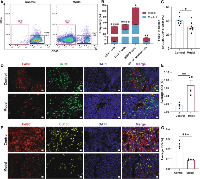 Fig. 5: Immune cell remodeling and macrophage polarization towards the M1 phenotype in the spleens of symptomatic AEL model mice.