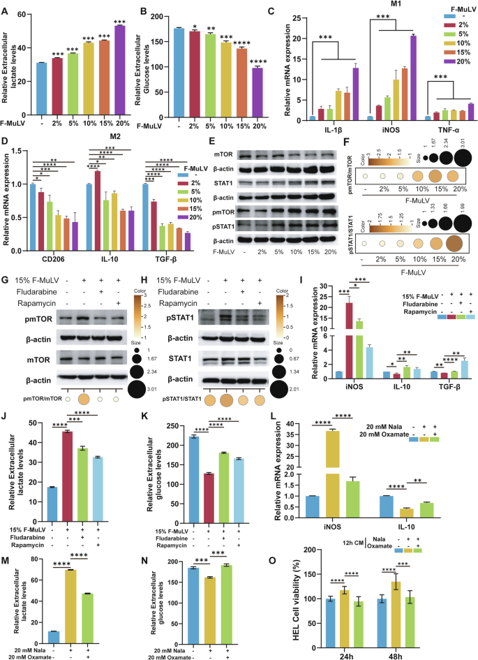 Fig. 6: Mechanistic link between dual STAT1–mTOR signaling and lactate-induced M1 polarization in macrophages.