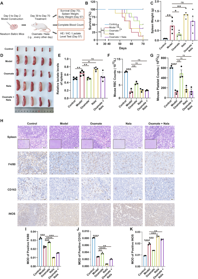 Fig. 7: In vivo lactate depletion attenuated splenomegaly and improved survival in AEL model mice.