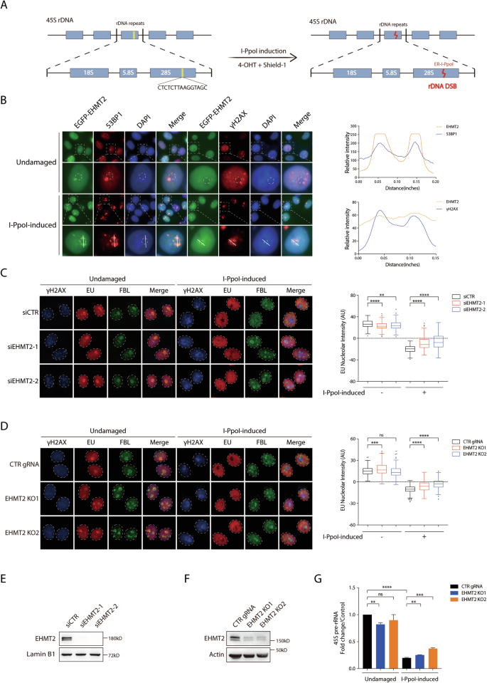 Fig. 1: EHMT2 promotes rDNA DSB-induced transcriptional suppression.