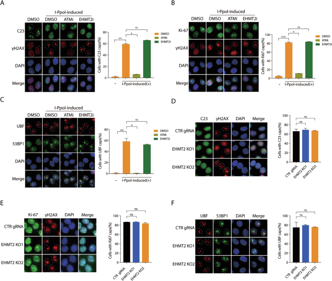 Fig. 3: EHMT2-mediated nucleolar transcriptional silencing is independent of nucleolar segregation.