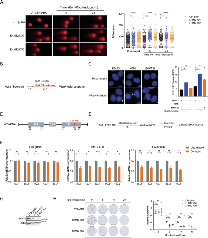 Fig. 4: EHMT2 promotes rDNA DSB responses.