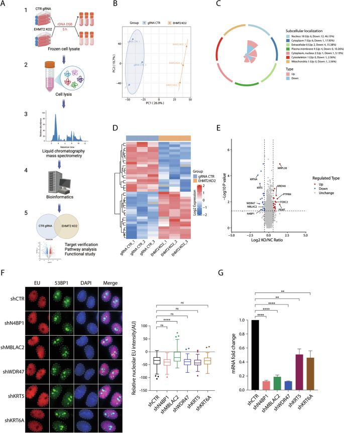 Fig. 5: Proteomic analysis of EHMT2 substrate identifies novel factors that regulate rDNA DSB-induced transcriptional repression.