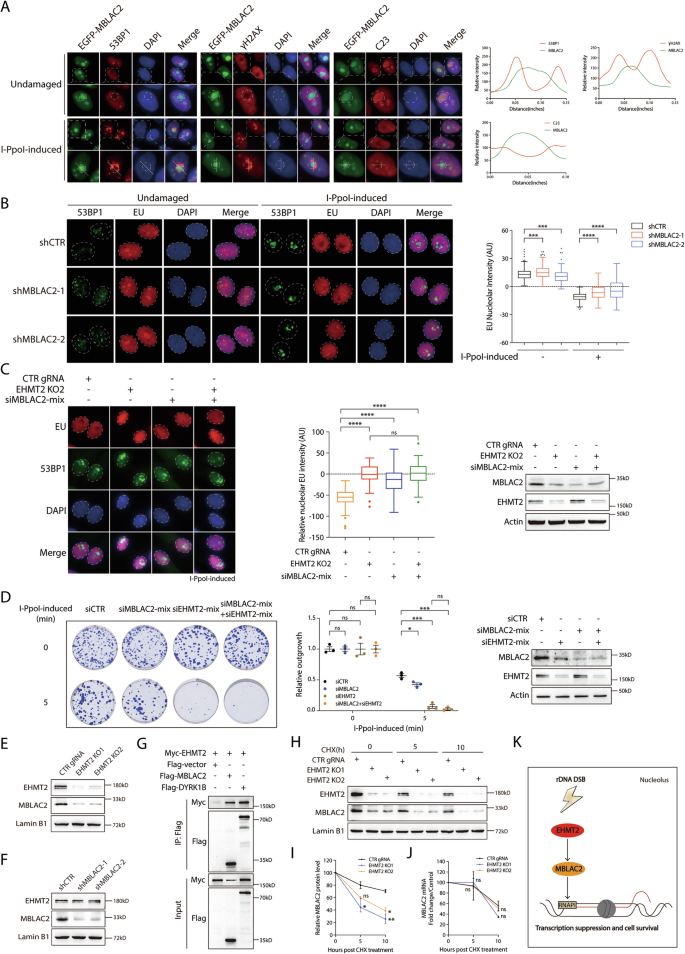 Fig. 6: MBLAC2 promotes transcriptional silencing at rDNA DSBs.