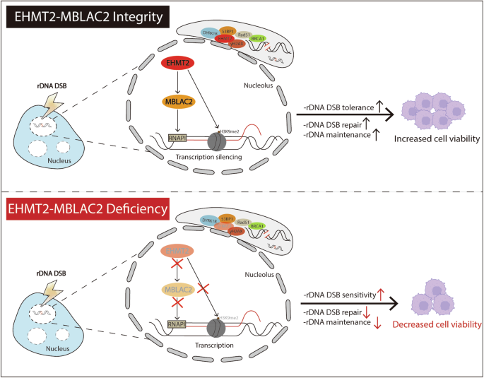 Fig. 8: Schematic model on EHMT2-MBLAC2 signaling axis in rDNA DSB-induced transcriptional silencing and tumorigenesis.