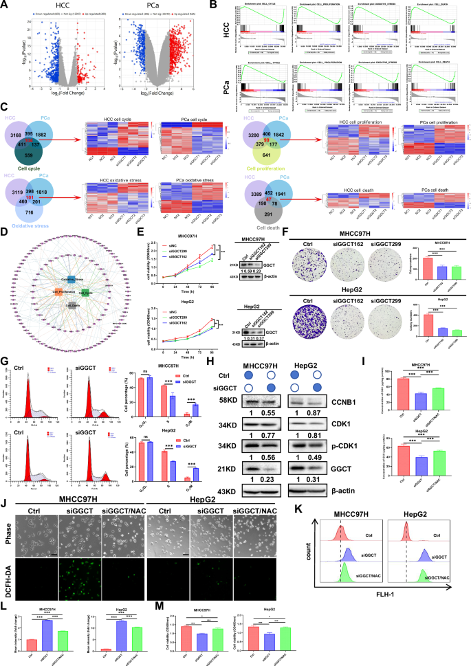 igf-1 lr3 muscle protein synthesis IGF-1 LR3: Muscle Hyperplasia & Dosing Guide 2026
