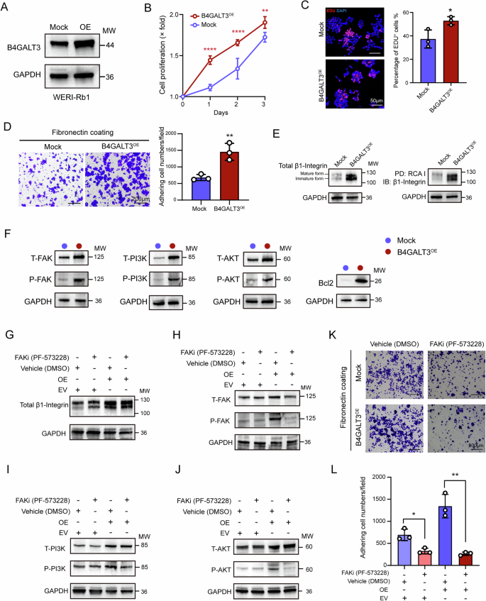 Fig. 3: B4GALT3 overexpression promotes RB cell proliferation and adhesion.
