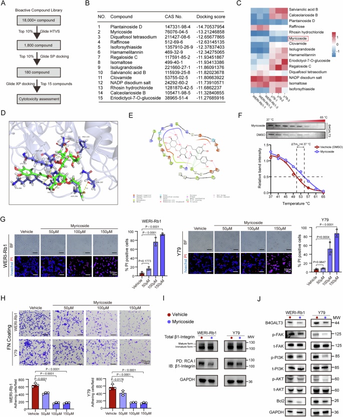 Fig. 6: Identification and validation of a B4GALT3 inhibitor targeting RB cell viability and signaling.