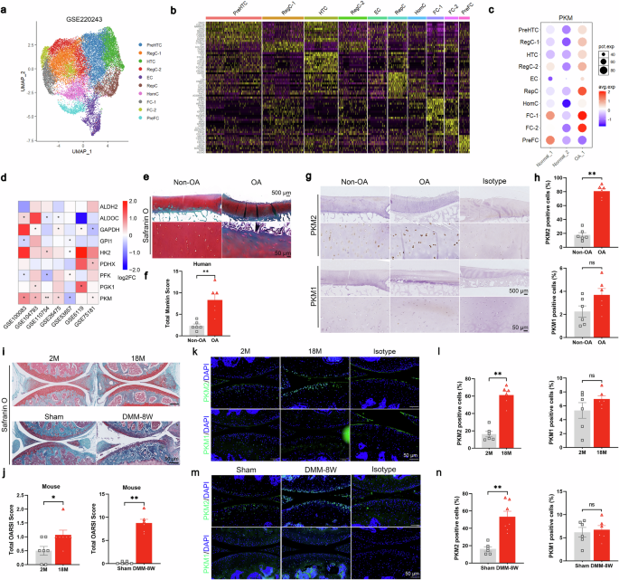 Fig. 1: PKM2 plays a critical role in the development of osteoarthritis.