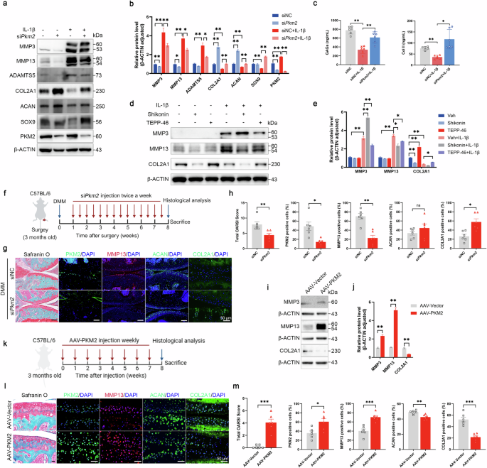 Fig. 2: PKM2 regulates extracellular matrix (ECM) metabolism in chondrocytes.