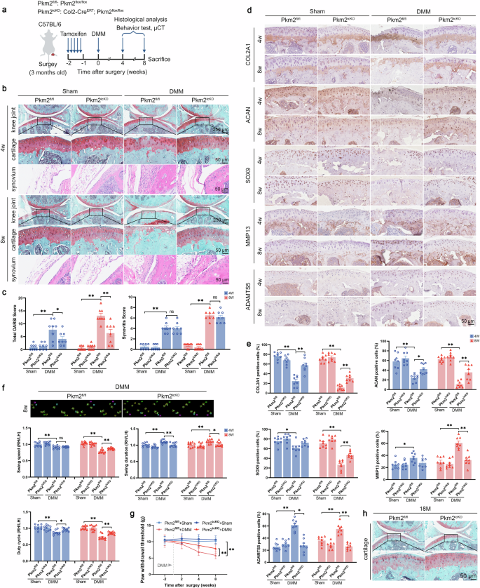 Fig. 3: Chondrocyte-specific PKM2 deletion protects mice from DMM-induced and aging-related OA.