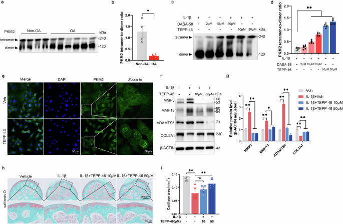 Fig. 4: TEPP-46 inhibits PKM2 dimer formation and maintains ECM metabolism homeostasis in vitro.