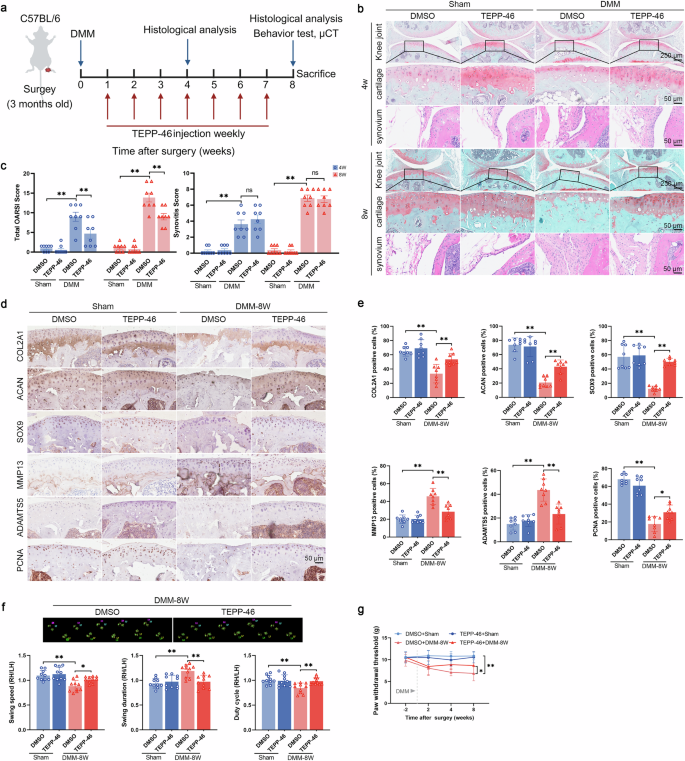 Fig. 5: TEPP-46 treatment alleviates cartilage degeneration.