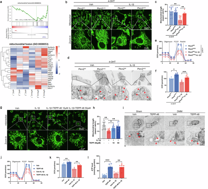 Fig. 6: PKM2 deficiency and tetramerization safeguard mitochondrial function.
