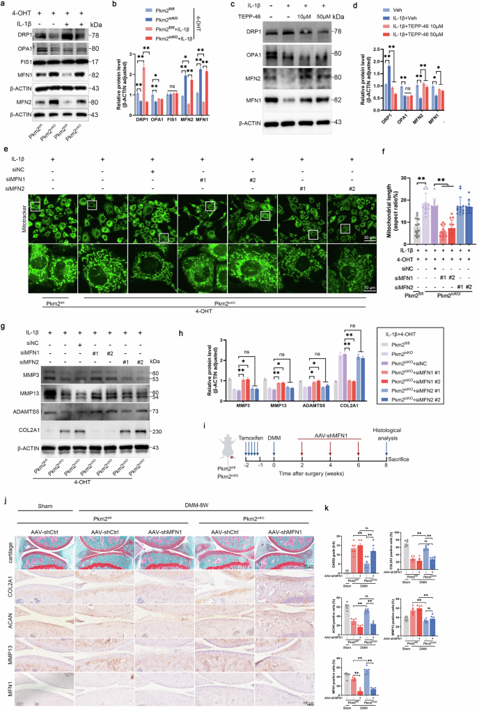 Fig. 7: MFN1, not MFN2, mediates mitochondrial fusion and ECM homeostasis upon PKM2 deficiency or tetramerization.