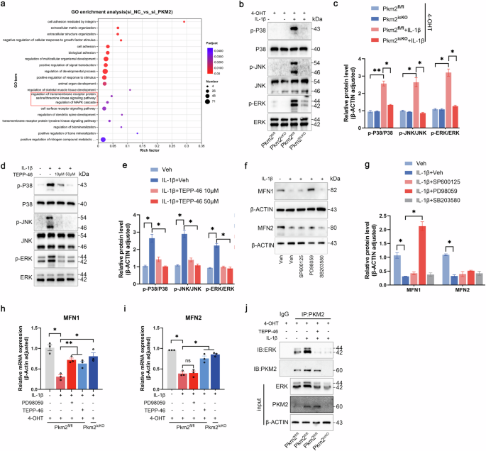 Fig. 8: PKM2–ERK interaction regulates MFN1 expression.