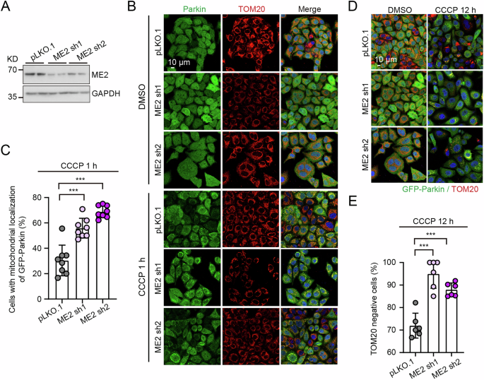 Fig. 1: Suppression of malic enzyme 2 (ME2) promotes mitophagy in GFP-Parkin HeLa cells.