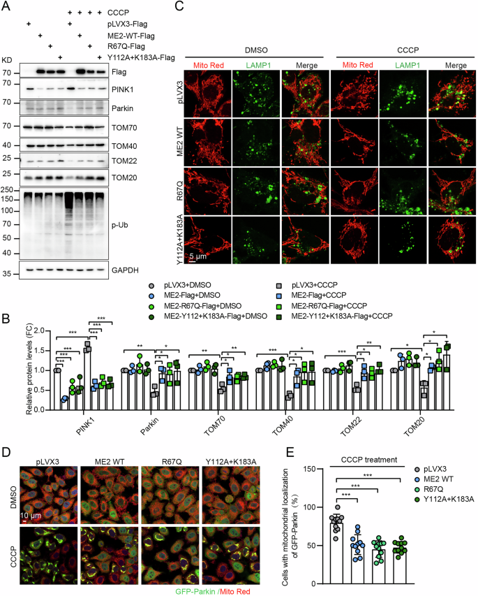 Fig. 4: Malic enzyme 2(ME2) regulates mitophagy independent of its enzymatic activity.