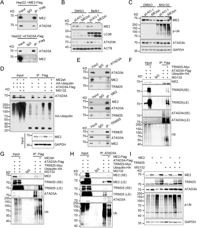 Fig. 5: Malic enzyme 2 (ME2) stabilizes ATAD3A by inhibiting TRIM25-mediated ubiquitination.