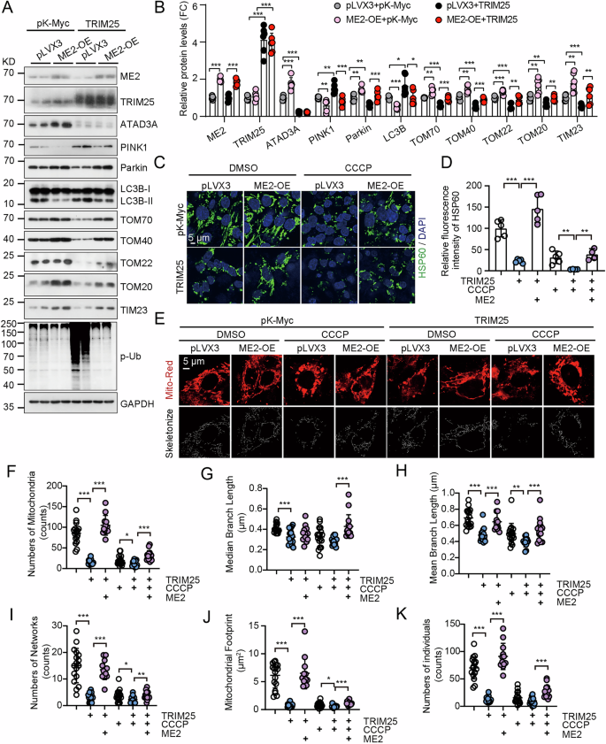Fig. 6: Malic enzyme 2 (ME2) overexpression attenuates TRIM25-mediated mitochondrial damage.