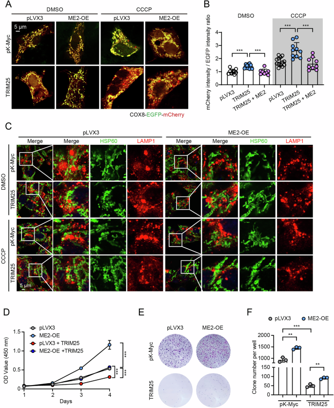 Fig. 7: Malic enzyme 2 (ME2) rescues TRIM25-mediated mitophagy and cell proliferation suppression.