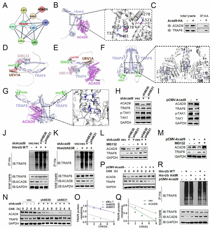 Fig. 5: ACAD9 inhibits RANKL-induced osteoclast differentiation by regulating TRAF6 ubiquitination, modification, and degradation.