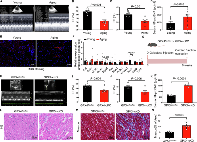 Fig. 1: Aging rats and cardiomyocyte-specific Gpx4 knockout mice displayed declined cardiac function.
