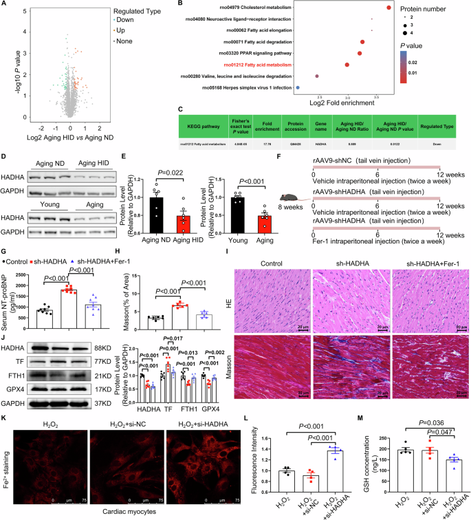 Fig. 4: HADHA deficiency in aging rats contributes to ferroptosis.