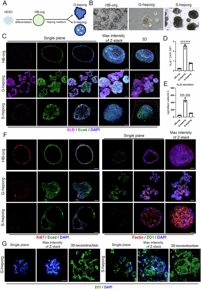 Fig. 1: Generation and characterization of G-heporgs from hESCs.