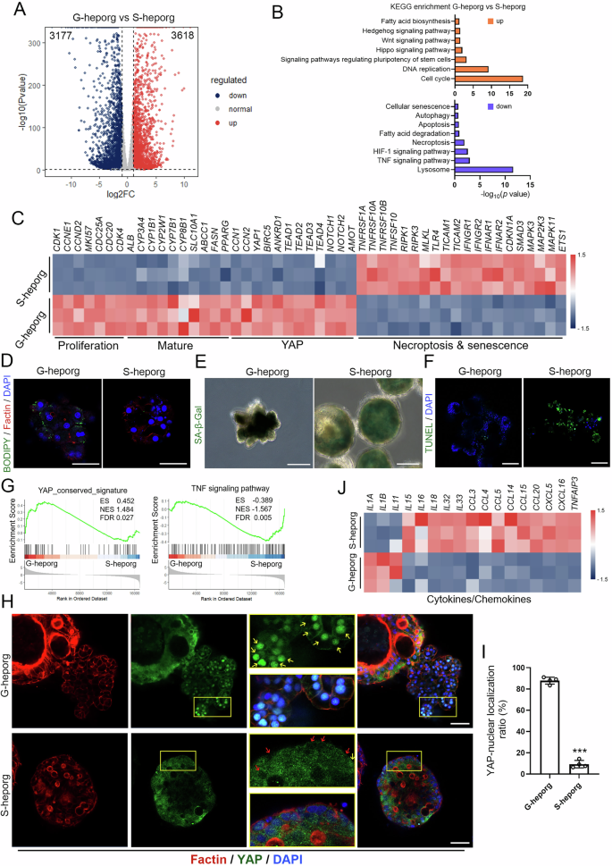 Fig. 2: Comparison between G-heporgs and S-heporgs.