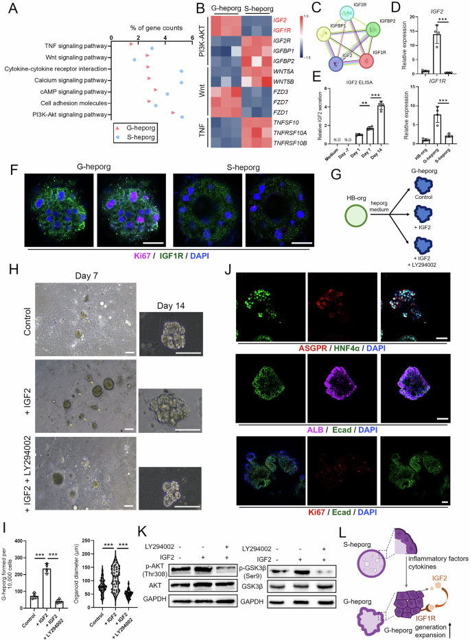 Fig. 3: IGF2 promoted the generation and expansion of G-heporgs.