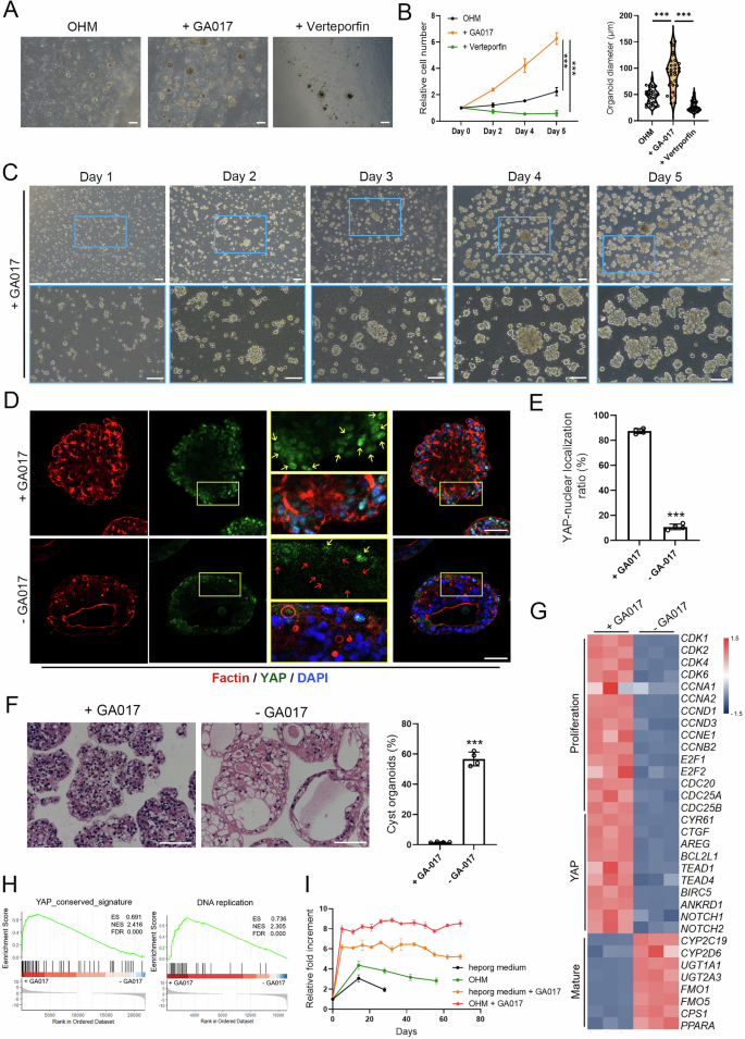 Fig. 4: Long-term culture of G-heporgs through the regulation of YAP signaling.