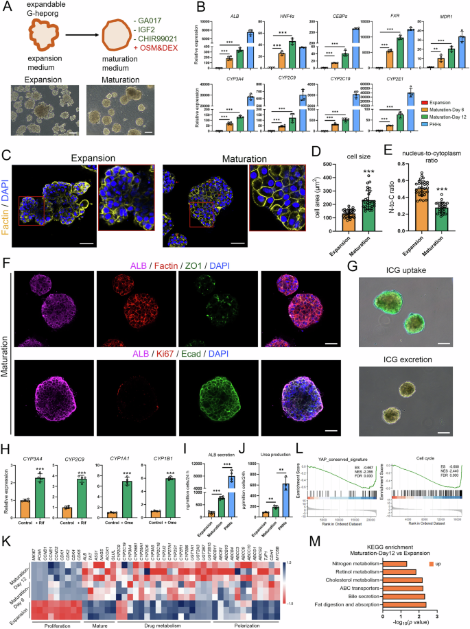 Fig. 5: Differentiation of expandable G-heporgs into more mature hepatocyte organoid.