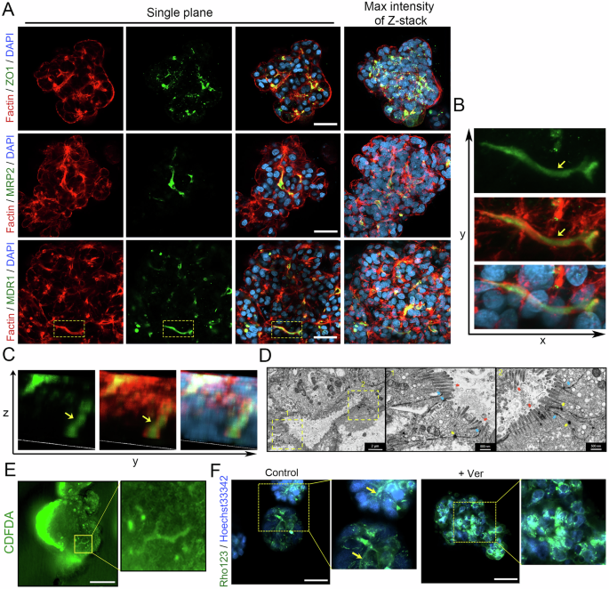 Fig. 6: Characterization of the multi-polarization structure of expandable G-heporgs.